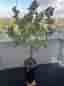 Stor & vacker Ficus microcarpa