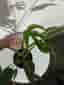 Monstera burle Marx flame
