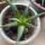 Haworthia fasciata, suckulent