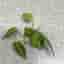 Philodendron Hederaceum Brasil stickling