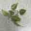 Philodendron Hederaceum Brasil stickling