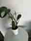 Monstera burle marx flame