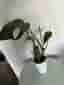 Monstera burle marx flame