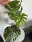 Monstera Thai Constellation