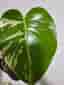 Monstera Jungle Mint Ej tc planta ??