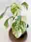 Monstera deliciosa small form albo variegata, aroid