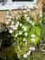 Höstanemon 4-5 plantor/perenn