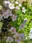 Höstanemon 4-5 plantor/perenn