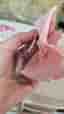 3 pink hair blow clips ribbon