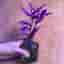 Tradescantia Zebrina Tradescantia 'Pink Paradise’ sticklingar