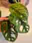 Monstera Adansonii Mint