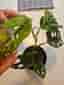 Monstera Adansonii Mint