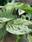 En stickling av EPIPREMNUM ' MARBLE VARIEGATA ' EPIPREMNUM PINNATUM