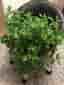 5 st Skvallerreva, Tradescantia fluminensis
