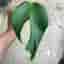 Monstera burle marx flame stickling