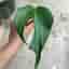 Monstera burle marx flame stickling