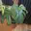 Monstera Mint large form – ej TC-planta