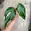 Monstera burle marx flame stickling