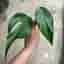 Monstera burle marx flame stickling
