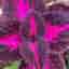 En stickling av Palettblad / Coleus ( China Rose )