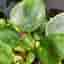 Elefantöra Variegata – Parasollpilea (Pilea peperomioides)