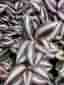 3 sticklingar av tradescantia Zebrablad