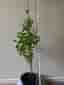 Citronverbena - Aloysia citrodora