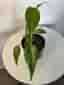 Monstera burle Marx flame