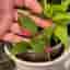 Alternanthera ficoidea 'Partytime', Papegojblad