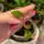 Alternanthera ficoidea 'Partytime', Papegojblad