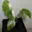 Monstera deliciosa Albo variegata, small form