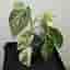 Monstera deliciosa Albo variegata, small form