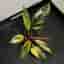 Philodendron 'Strawberry Shake'
