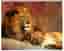5 pack Stora Kattdjur / Diamond Painting