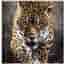 5 pack Stora Kattdjur / Diamond Painting