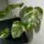 Monstera deliciosa Albo variegata, small form