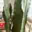 Euphorbia Acruensis Kaktus