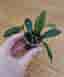 Hoya lacunosa bogor iml 1039, tre rotade sticklingar