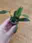 Hoya lacunosa bogor iml 1039, tre rotade sticklingar