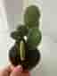 Opuntia microdasys