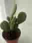 Opuntia microdasys