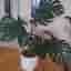 Monstera Deliciosa. Stor.