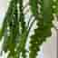 Fiskbenskaktus (Epiphyllum anguliger)/ BLADKAKTUS