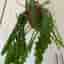 Fiskbenskaktus (Epiphyllum anguliger)/ BLADKAKTUS