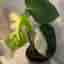 Monstera Jungle mint ej tc plant