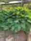 Funkia (Hosta)