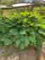 Funkia (Hosta)
