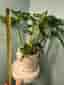 Monstera Adansonii (Monkey Mask)