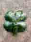 Kristall i Grön Serpentin Jade fyrklöver clover lycka carving