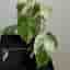 Monstera deliciosa Albo variegata, small form